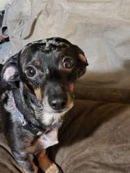 Lost Male Dog last seen Demory/Sugar Holler, LaFollette, TN 37766
