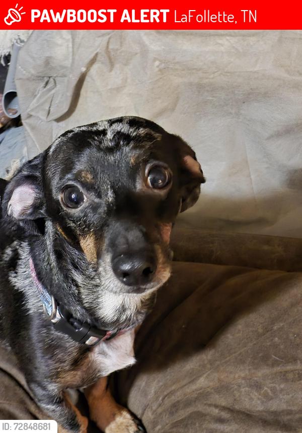 Lost Male Dog last seen Demory/Sugar Holler, LaFollette, TN 37766