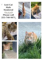 Lost Male Cat last seen 38th and 152nd near Brookdale road, Tacoma, WA 98446