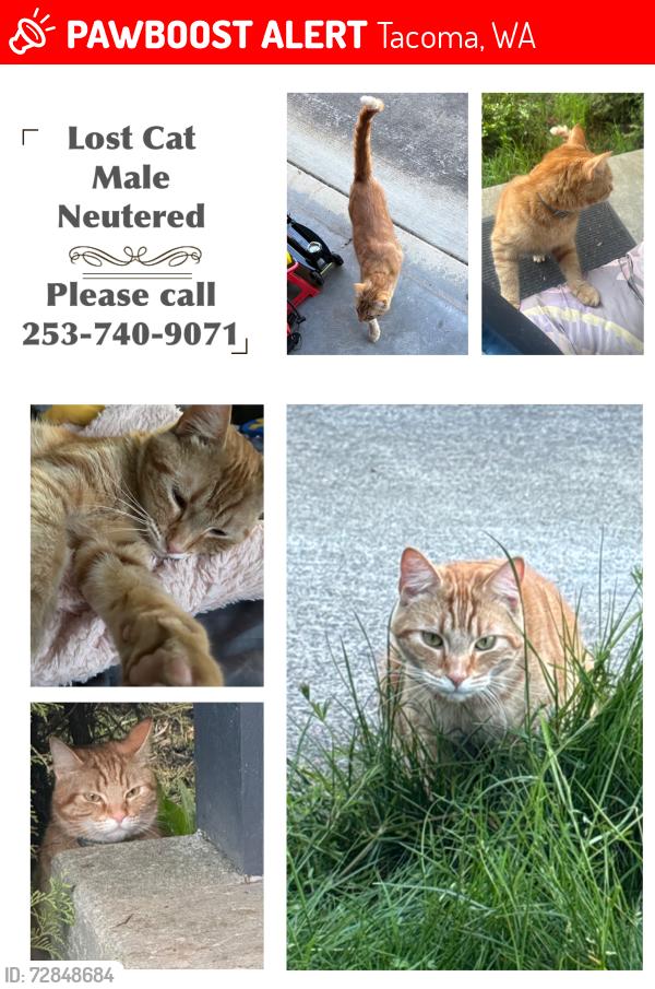 Lost Male Cat last seen 38th and 152nd near Brookdale road, Tacoma, WA 98446