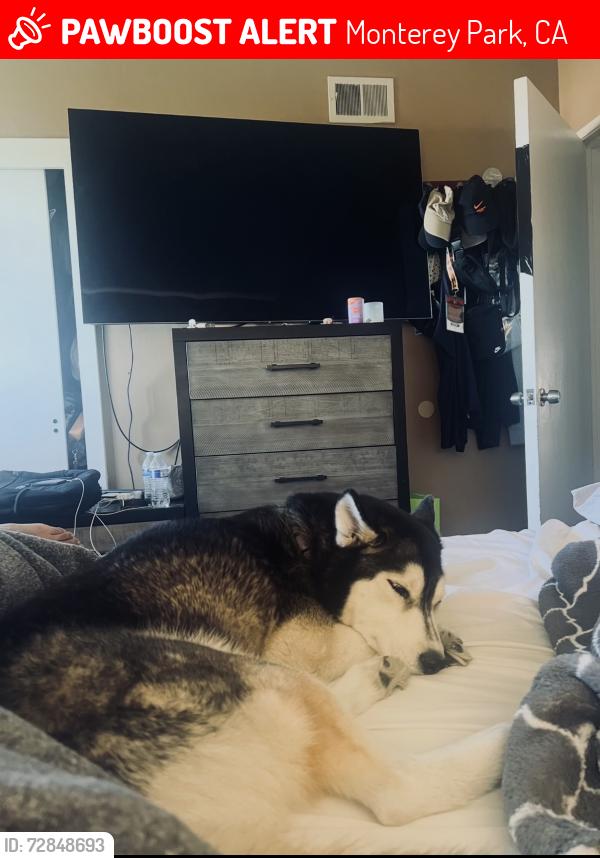 Lost Female Dog last seen brightwood street , Monterey Park, CA 91754