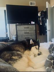 Lost Female Dog last seen brightwood street , Monterey Park, CA 91754