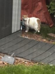 Found/Stray Unknown Cat last seen Northline, Southgate, MI 48195