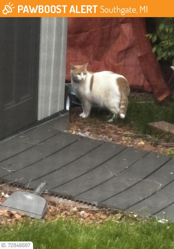 Found/Stray Unknown Cat last seen Northline, Southgate, MI 48195