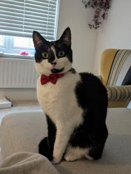 Lost Male Cat last seen Near park gate drive , Scissett, England HD8 9WH