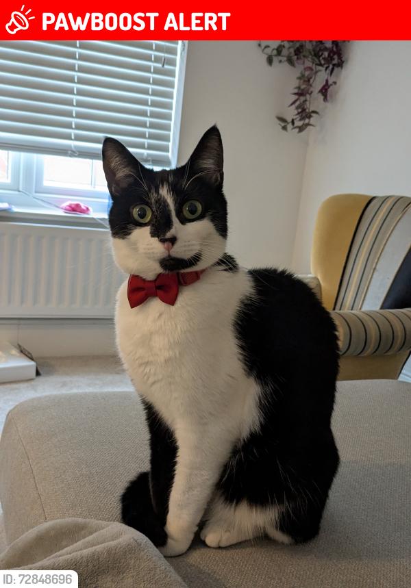 Lost Male Cat last seen Near park gate drive, Scissett, England HD8 9WH
