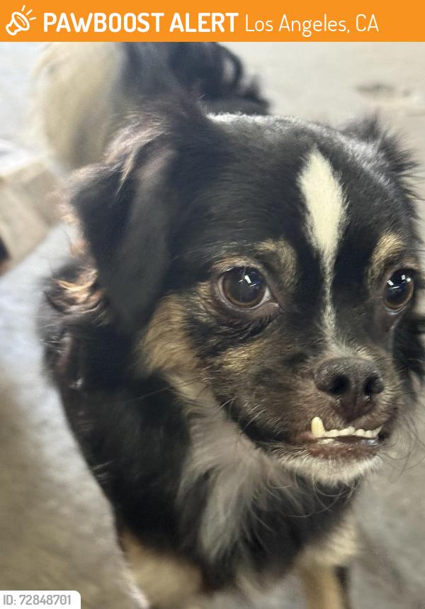 Found/Stray Male Dog last seen Centinela and culver, Los Angeles, CA 90066