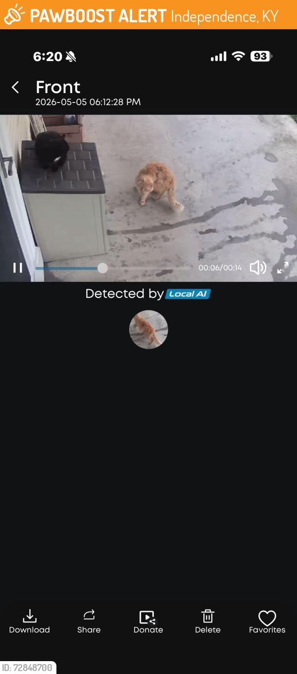 Found/Stray Unknown Cat last seen Cherokee independence , Independence, KY 41051