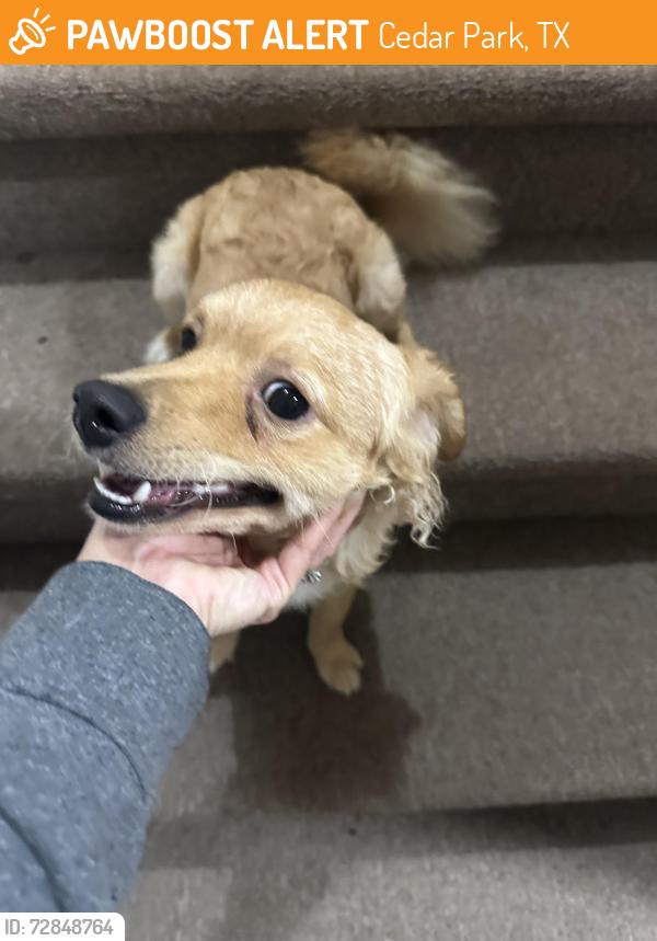 Found/Stray Male Dog last seen East Park and Gadwell, Cedar Park, TX 78613