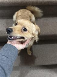 Found/Stray Male Dog last seen East Park and Gadwell, Cedar Park, TX 78613