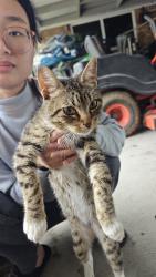 Found/Stray Male Cat last seen Dollar General Wallisville Road, Houston, TX 77049