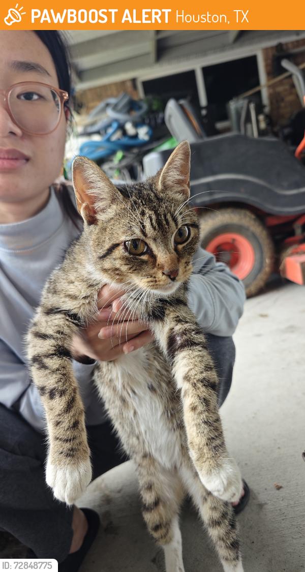 Found/Stray Male Cat last seen Dollar General Wallisville Road, Houston, TX 77049