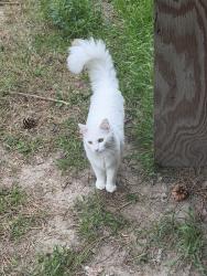 Found/Stray Unknown Cat last seen Near S 700 E Dr Utah, Draper, UT 84020