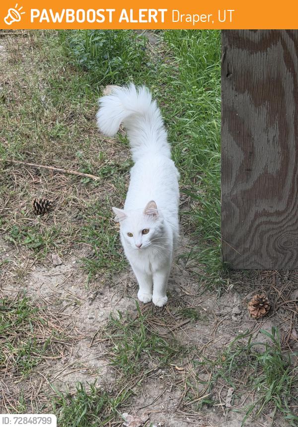 Found/Stray Unknown Cat last seen Near S 700 E Dr Utah, Draper, UT 84020