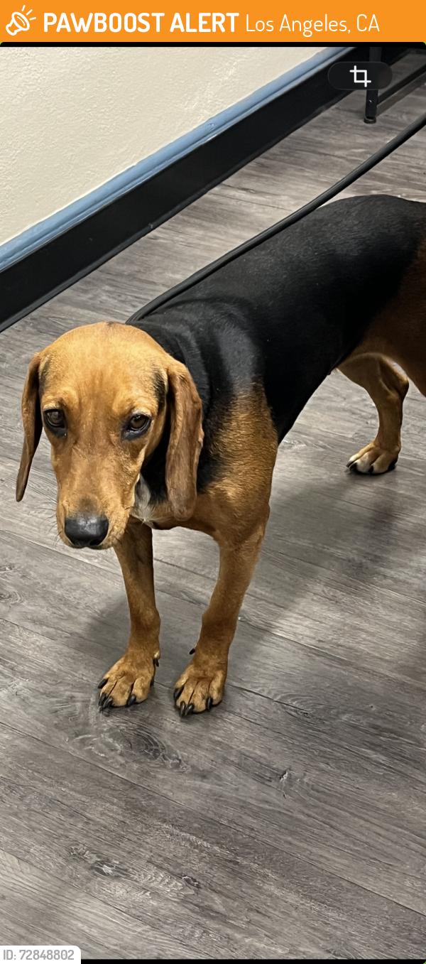 Found/Stray Female Dog last seen Figueroa Street Elementary, Los Angeles, CA 90044