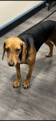 Found/Stray Female Dog last seen Figueroa Street Elementary, Los Angeles, CA 90044