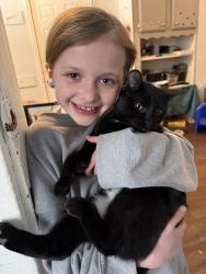 Lost Male Cat last seen 2nd and 5th Ave E, Duluth, MN 55805