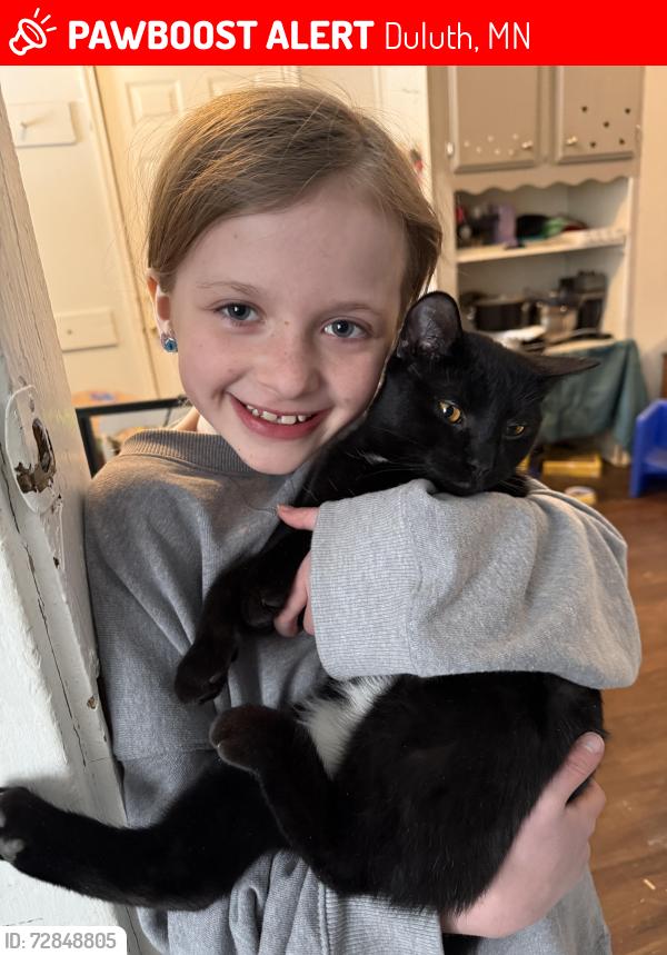 Lost Male Cat last seen 2nd and 5th Ave E, Duluth, MN 55805