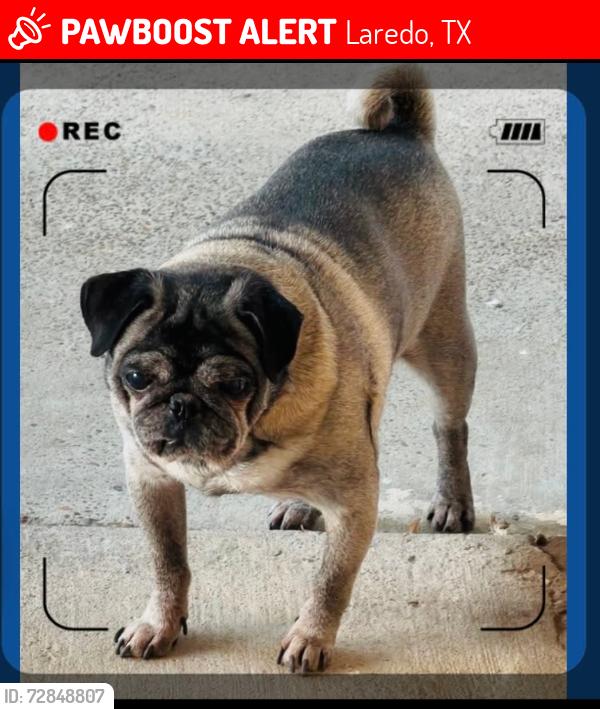 Lost Male Dog last seen Hillside AND gallaghan , Laredo, TX 78040