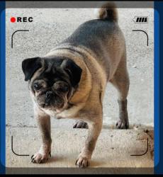 Lost Male Dog last seen Hillside AND gallaghan , Laredo, TX 78040