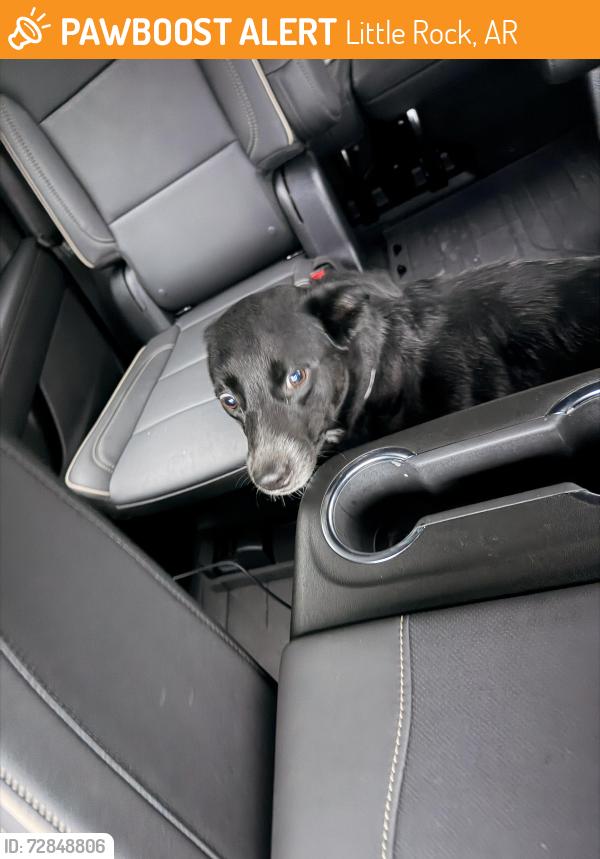 Found/Stray Female Dog last seen By the interstate and T.A.G church , Little Rock, AR 72227