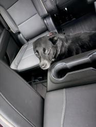 Found/Stray Female Dog last seen By the interstate and T.A.G church , Little Rock, AR 72227