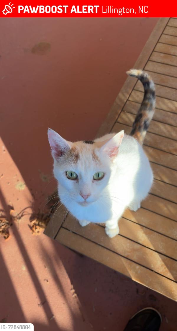 Lost Female Cat last seen Between Harnett County Correctional Center and Titan Robert’s Rd. , Lillington, NC 27546