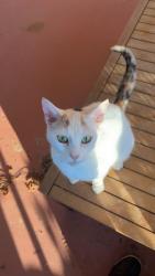Lost Female Cat last seen Between Harnett County Correctional Center and Titan Robert’s Rd. , Lillington, NC 27546