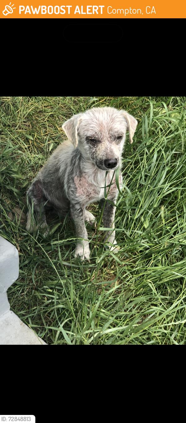 Found/Stray Male Dog last seen Atlantic ave and E compton blvd, Compton, CA 90221