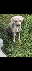 Found/Stray Male Dog last seen Atlantic ave and E compton blvd, Compton, CA 90221