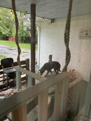 Found/Stray Unknown Dog last seen Edwards Ave and Rainbow View, Indianapolis, IN 46221
