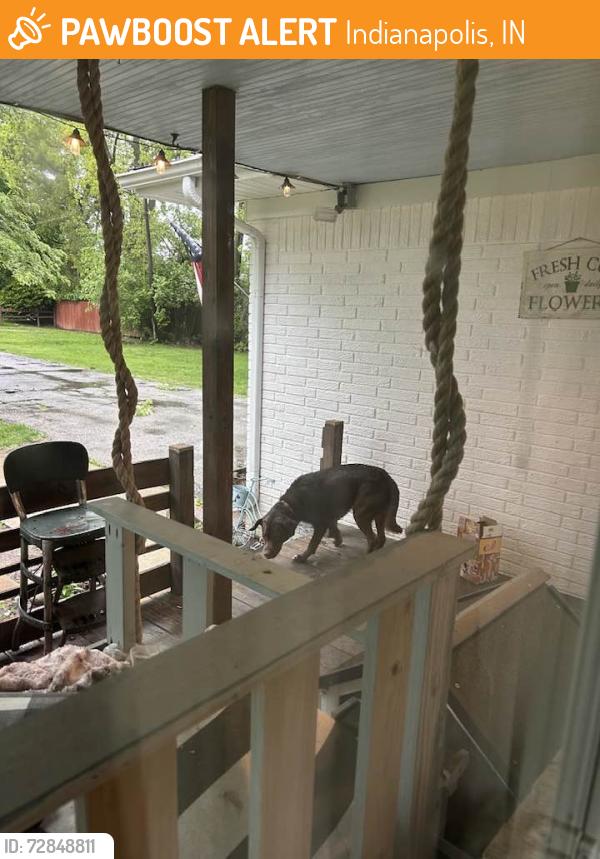 Found/Stray Unknown Dog last seen Edwards Ave and Rainbow View, Indianapolis, IN 46221