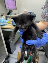 Shelter Stray Male Cat last seen Oakland, CA 94621, Oakland, CA 94601