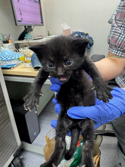 Shelter Stray Male Cat last seen Oakland, CA 94621, Oakland, CA 94601
