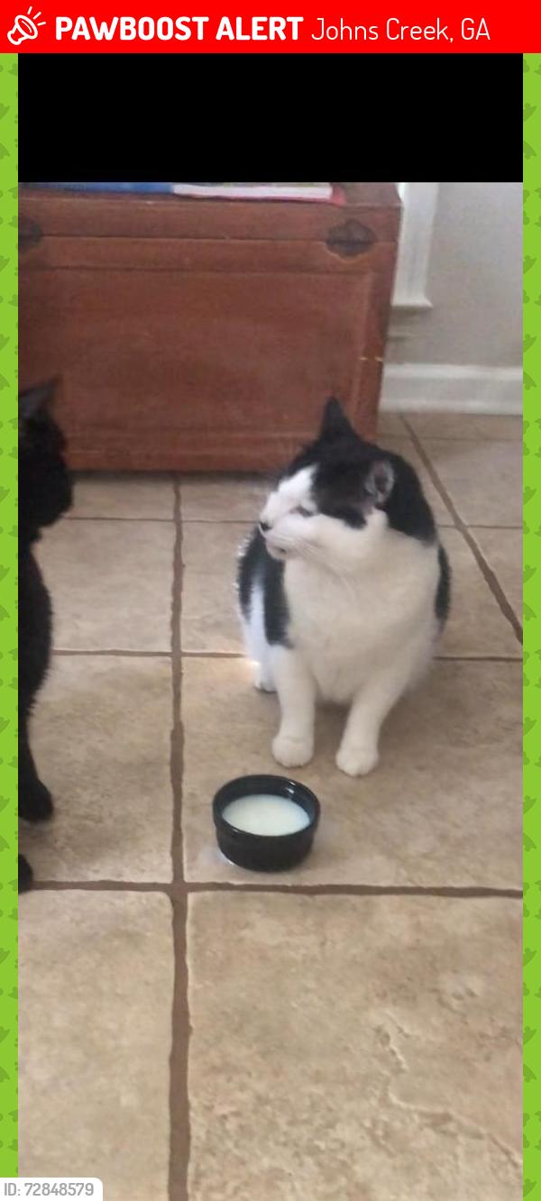 Lost Male Cat last seen johns view ct Hillbrooke subd, Johns Creek, GA 30005