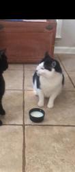 Lost Male Cat last seen johns view ct Hillbrooke subd, Johns Creek, GA 30005
