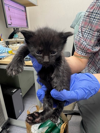 Shelter Stray Male Cat last seen Oakland, CA 94621, Oakland, CA 94601