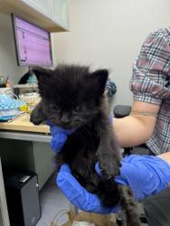 Shelter Stray Female Cat last seen Oakland, CA 94621, Oakland, CA 94601