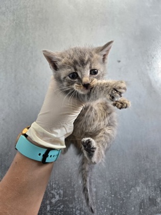 Shelter Stray Female Cat last seen New Bern, NC 28562, New Bern, NC 28562