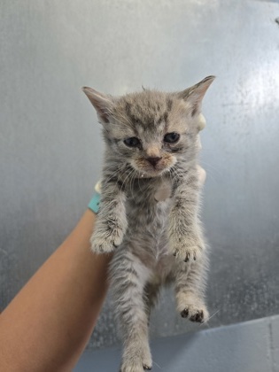 Shelter Stray Female Cat last seen New Bern, NC 28562, New Bern, NC 28562