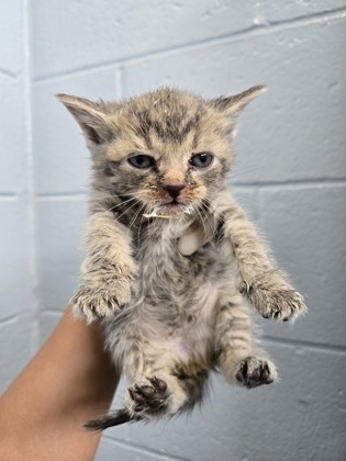 Shelter Stray Female Cat last seen New Bern, NC 28562, New Bern, NC 28562