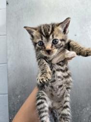 Shelter Stray Female Cat last seen New Bern, NC 28562, New Bern, NC 28562