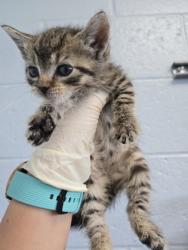 Shelter Stray Female Cat last seen New Bern, NC 28562, New Bern, NC 28562
