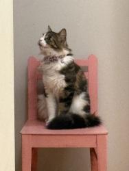 Lost Female Cat last seen Ponderosa road, South San Francisco, CA 94080