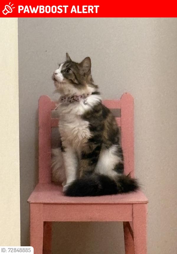 Lost Female Cat last seen Ponderosa road, South San Francisco, CA 94080