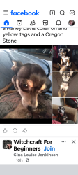Lost Male Dog last seen Harrisburg , Houston, TX 77011