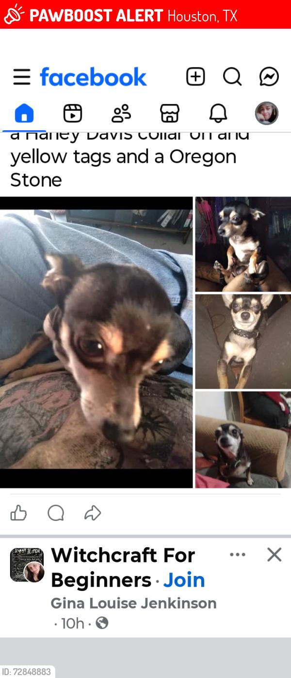 Lost Male Dog last seen Harrisburg , Houston, TX 77011