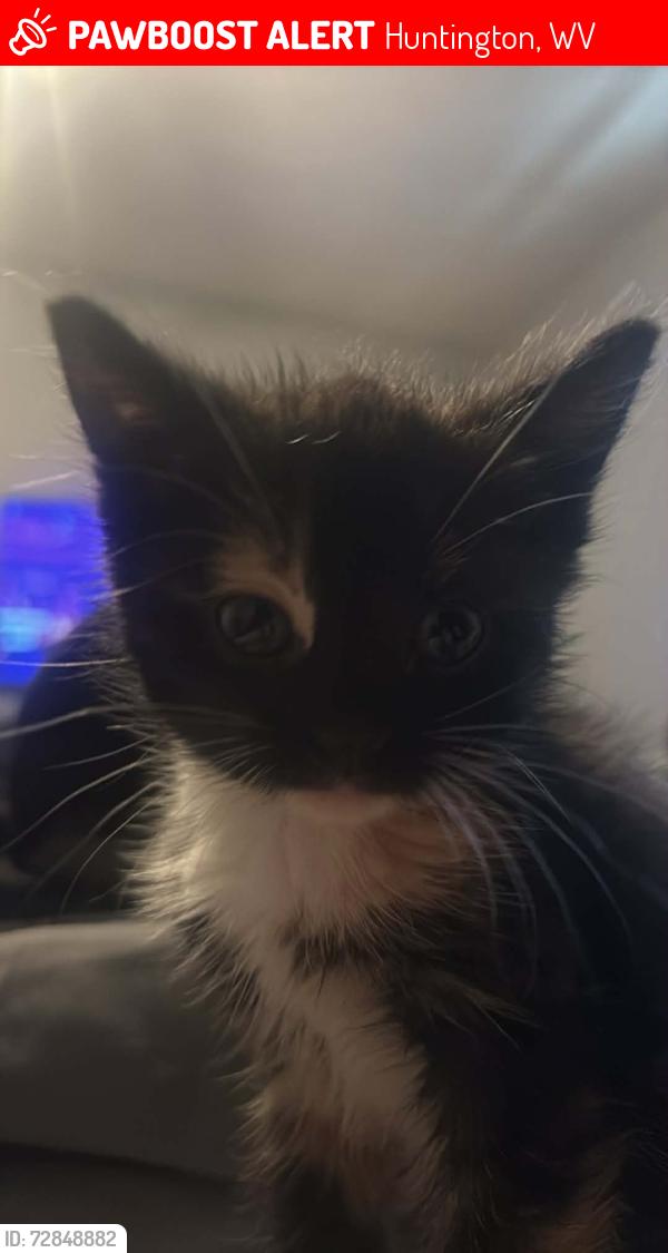 Lost Female Cat last seen hal greer by big green properties , Huntington, WV 25701