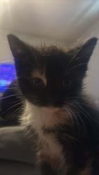 Lost Female Cat last seen hal greer by big green properties , Huntington, WV 25701
