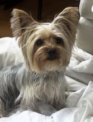 Lost Female Dog last seen 140th Street and Truro Ave, Hawthorne, CA 90260